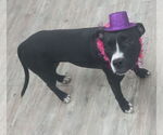 Small #1 American Pit Bull Terrier