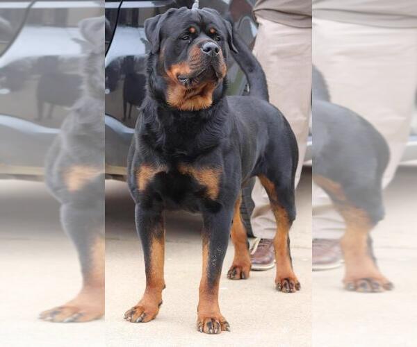 Medium Photo #5 Rottweiler Puppy For Sale in FORT WORTH, TX, USA