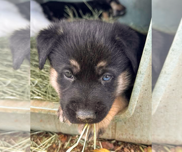 Medium Photo #2 Gerberian Shepsky Puppy For Sale in Corona, CA, USA