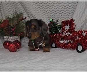 Dachshund Puppy for sale in JASONVILLE, IN, USA