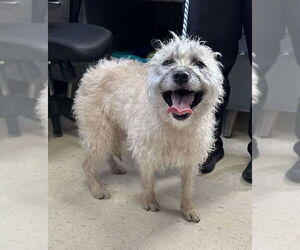 Ayla - Female Mutt Dog for Adoption - Photo #7
