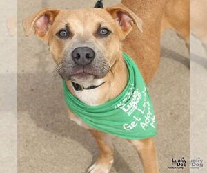 Retriever -Unknown Mix Dogs for adoption in Washington, DC, USA