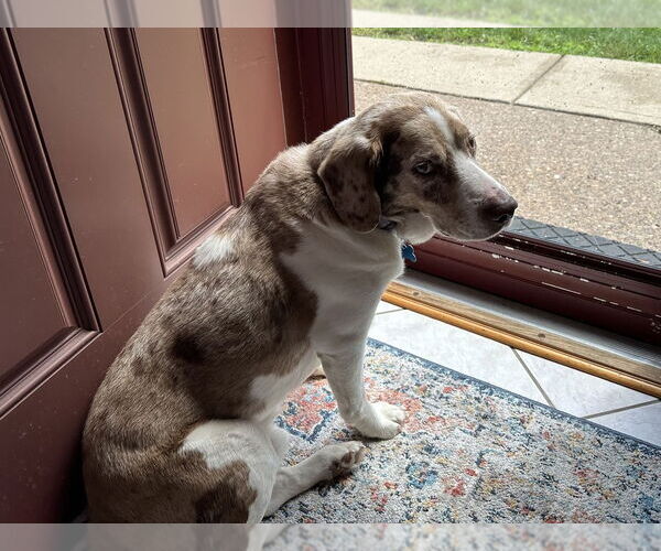 Medium Photo #7 Beagle-Unknown Mix Puppy For Sale in Springdale, PA, USA
