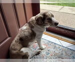 Small #6 Beagle Mix