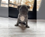 Small Photo #9 American Bully Puppy For Sale in SOMERSET, KY, USA