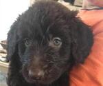 Small Photo #2 Newfypoo Puppy For Sale in MATTAWAN, MI, USA