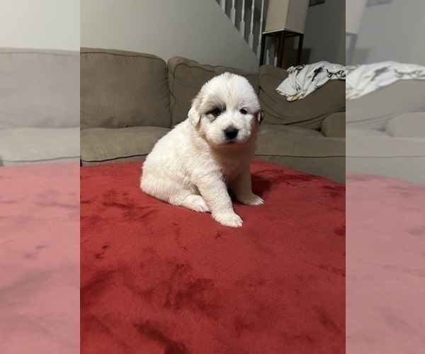 Medium Photo #2 Great Pyrenees Puppy For Sale in GILBERT, SC, USA
