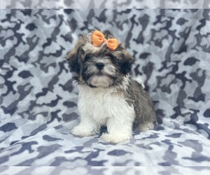 Zuchon Puppy for sale in LAKELAND, FL, USA
