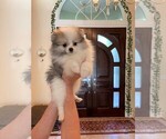 Small Photo #4 Pomeranian Puppy For Sale in WINDERMERE, FL, USA