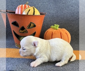 Chihuahua Puppy for Sale in NEWVILLE, Pennsylvania USA