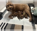 Small #5 Goldendoodle (Miniature)