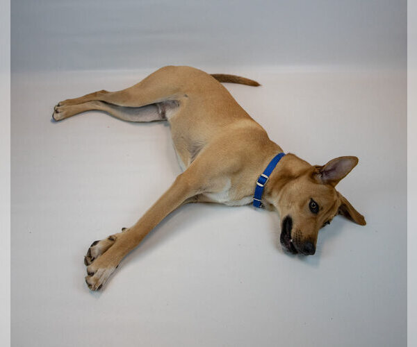 Medium Photo #5 Labrador Retriever-Unknown Mix Puppy For Sale in Kennesaw, GA, USA