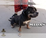Small #7 American Bully