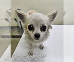 Small #1 Chihuahua