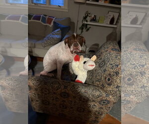 Rocky - Male Mutt Dog for Adoption - Photo #7