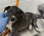 Small American Pit Bull Terrier Mix
