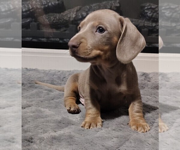 Medium Photo #8 Dachshund Puppy For Sale in BON AQUA, TN, USA