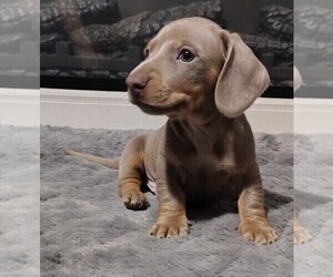 Medium Dachshund