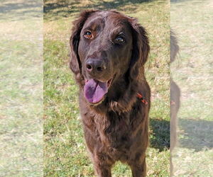 Goldendoodle Dogs for adoption in Glendale , AZ, USA