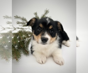 American Corgi Puppy for sale in FAIRBANK, IA, USA