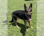 Small #1 German Shepherd Dog