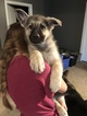 Small Photo #1 German Shepherd Dog Puppy For Sale in BARTLETTSVILLE, IN, USA