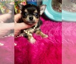 Small #1 Chihuahua