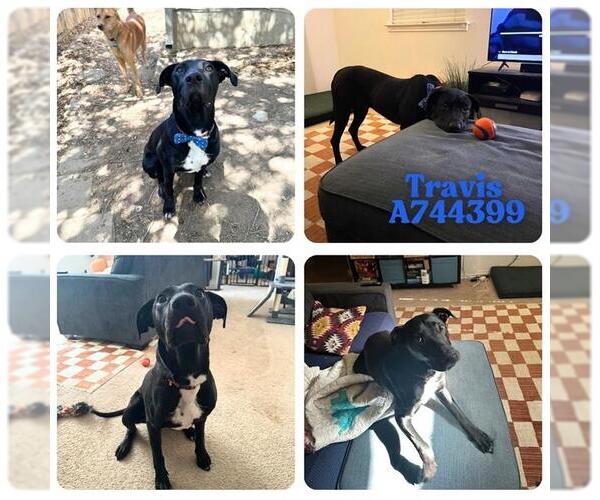 Medium Photo #1 Labrador Retriever-Unknown Mix Puppy For Sale in San Antonio, TX, USA
