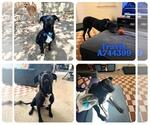 Small Labrador Retriever Mix