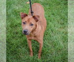 Small #3 German Shepherd Dog Mix