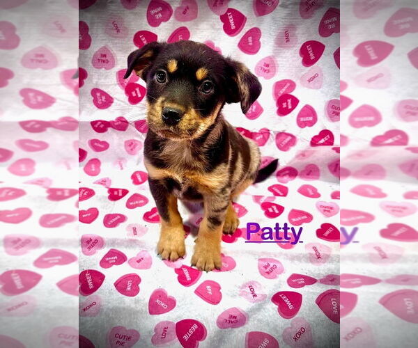 Medium Photo #2 Mutt Puppy For Sale in Mooresville, NC, USA