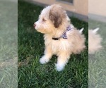 Small Photo #7 Aussiedoodle Miniature  Puppy For Sale in MODESTO, CA, USA