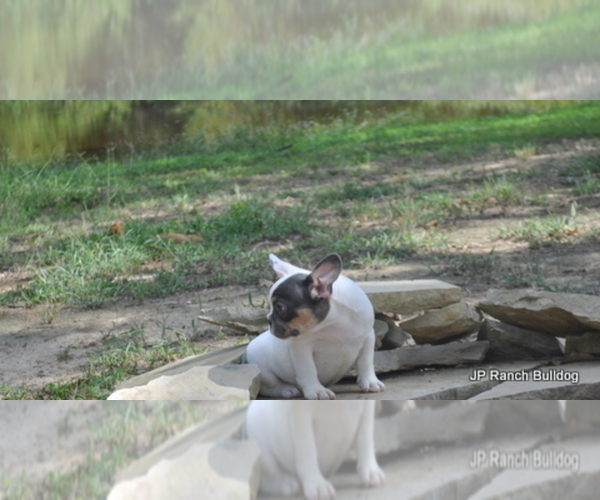 Medium Photo #13 French Bulldog Puppy For Sale in ROYSE CITY, TX, USA