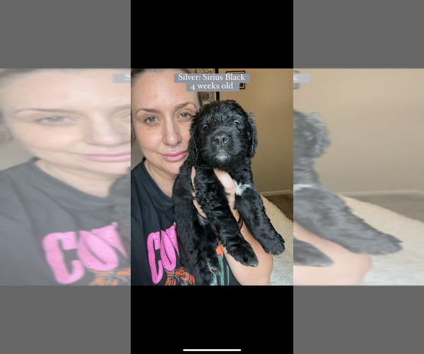 Medium Photo #6 Bernedoodle Puppy For Sale in BELMONT, NC, USA