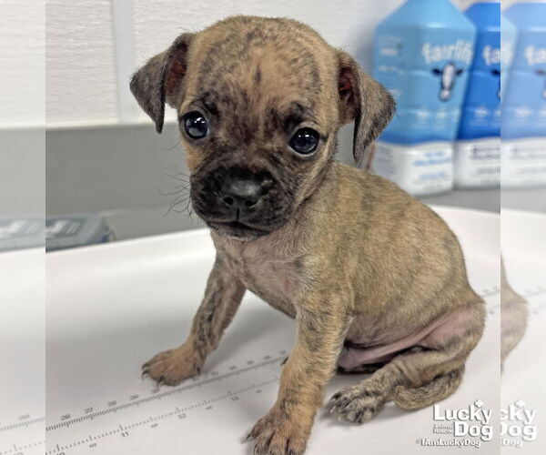 Medium Photo #2 Pug-Unknown Mix Puppy For Sale in Washington, DC, USA