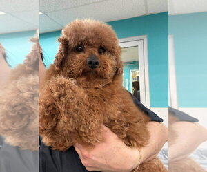 Poodle (Miniature)-Unknown Mix Dogs for adoption in Palatine/Kildeer/Buffalo grove, IL, USA