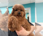 Small Poodle (Miniature) Mix
