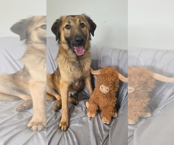 Medium Photo #4 Mutt Puppy For Sale in Rockaway, NJ, USA