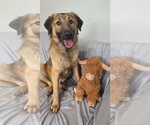 Small #3 Mutt
