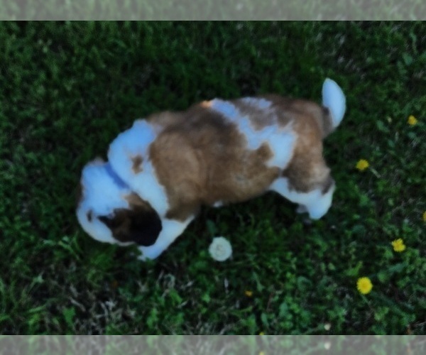 Medium Photo #26 Saint Bernard Puppy For Sale in TURLOCK, CA, USA