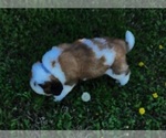 Small Photo #26 Saint Bernard Puppy For Sale in TURLOCK, CA, USA