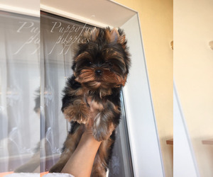 Yorkshire Terrier Puppy for sale in Kyiv, Kyiv City, Ukraine