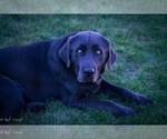 Small Photo #1 Labrador Retriever Puppy For Sale in PAYETTE, ID, USA