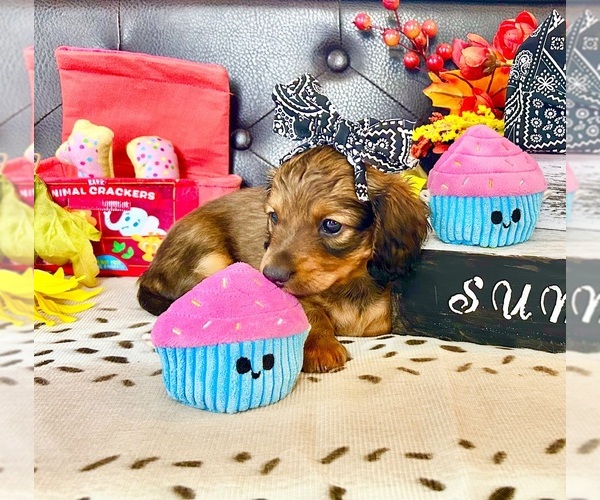 Medium Photo #3 Dachshund Puppy For Sale in LESLIE, AR, USA