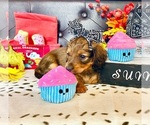 Small #2 Dachshund