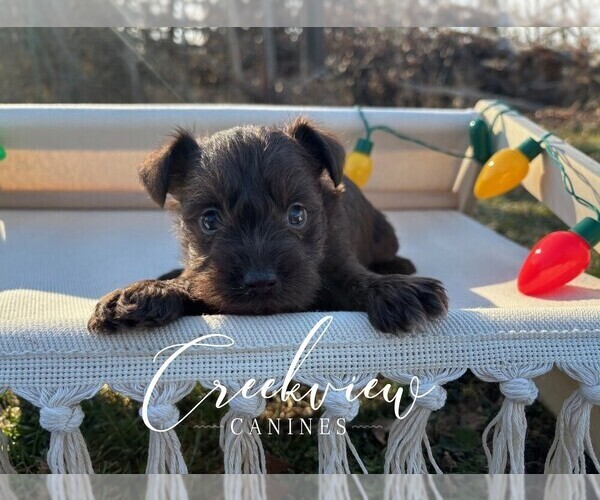 Medium Photo #1 Schnauzer (Miniature) Puppy For Sale in NIANGUA, MO, USA