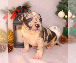 American Bully Puppy for sale in PALMDALE, CA, USA