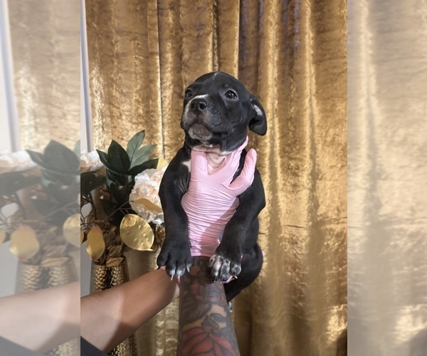 Medium Photo #56 American Bully Puppy For Sale in SEVERN, MD, USA