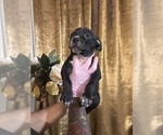 Small #4 American Bully