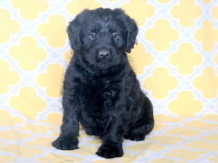 Labradoodle Puppy for sale in MOUNT JOY, PA, USA